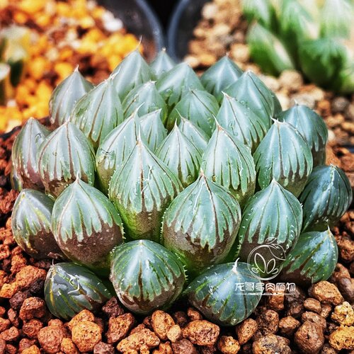 黑肌玉露 大卫玉露十二卷 多肉植物绿植盆栽 一物一拍