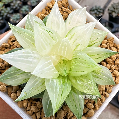 【顺丰】元祖冰沙糖锦 原始玉露锦十二卷龙哥多肉植物 一物一拍