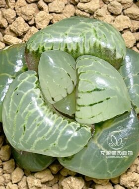 月光女神克 油亮 玉露十二卷多肉植物绿植盆栽 一物一拍
