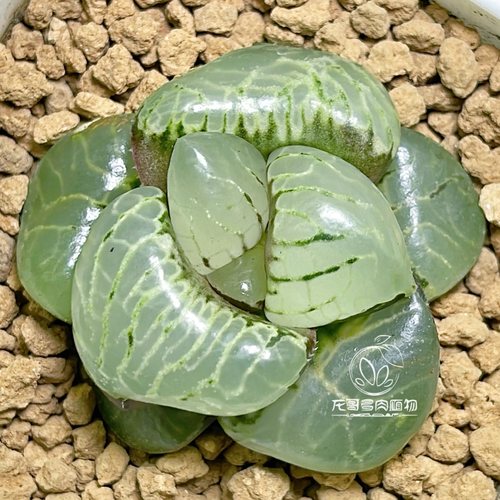 月光女神克 油亮 玉露十二卷多肉植物绿植盆栽 一物一拍