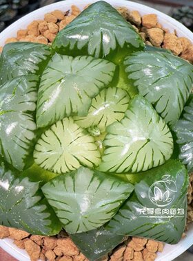 翠玉露 大窗翠绿 玉露十二卷 多肉植物绿植盆栽 一物一拍