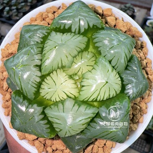 翠玉露 大窗翠绿 玉露十二卷 多肉植物绿植盆栽 一物一拍