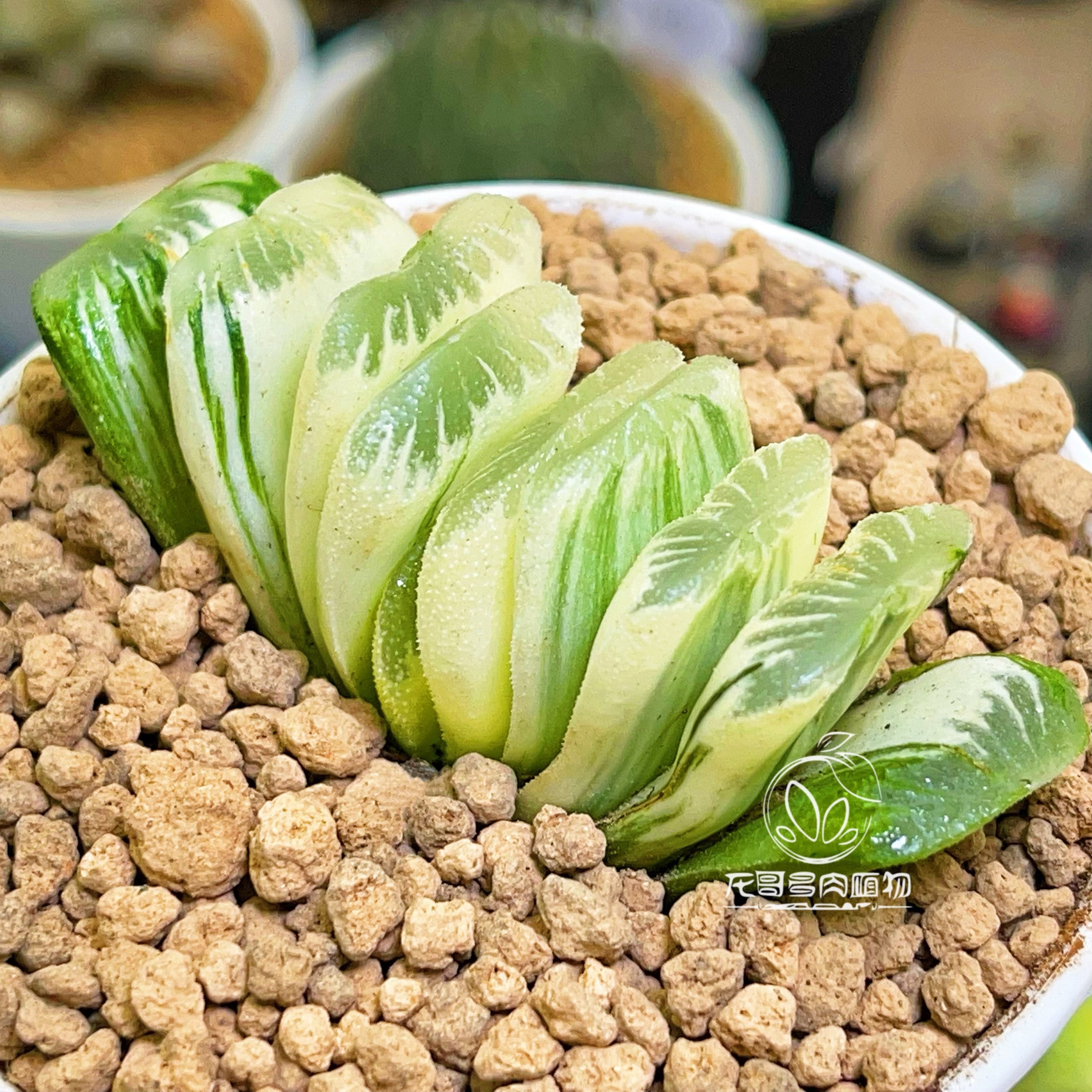 绿玉扇锦 草玉扇锦自然锦玉露十二卷 多肉植物 一物一拍,鲜花速递/花卉仿真/绿植园艺,多肉植物,淘宝优惠券,粉丝福利购,淘宝优惠卷