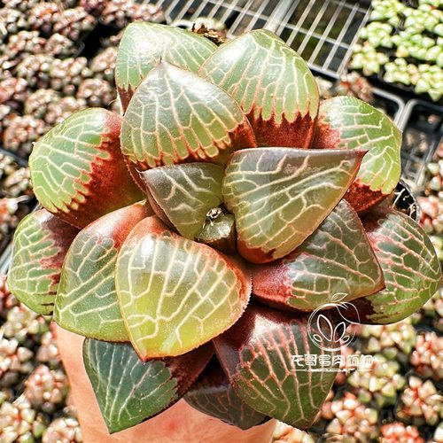 【顺丰】森之魅惑 丸叶实生克 玉露十二卷多肉植绿植盆栽一物一拍