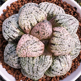 白银实生寿 H.picta玉露十二卷多肉植物绿植盆栽一物一拍