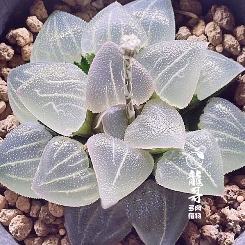 超级磨面寿 翠贝 玉露十二卷多肉植物绿植盆栽一物一拍