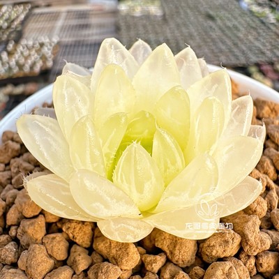 【顺丰】仙女玉露锦 霓虹灯冰灯琥珀玉露十二卷多肉植物 一物一拍