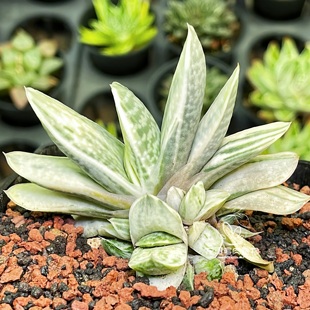 奶油子宝锦 鲨鱼掌硬叶玉露十二卷多肉绿植盆栽 一物一拍