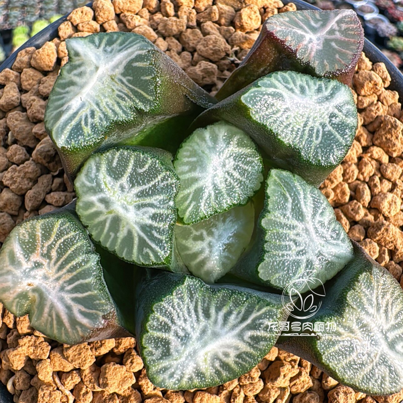 枭万象 白娟巨大化 玉露十二卷多肉植物绿植盆栽一物一拍