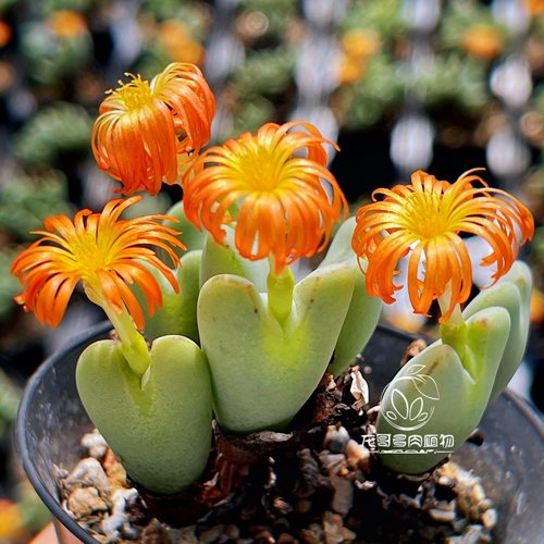 【顺丰】橙花少将 蟹钳赤耳口笛肉锥番杏 龙哥多肉植物 一物一拍