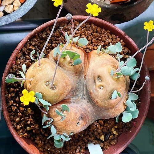 格加厚敦菊 Othonna cacalioides 块根多肉植物 一物一拍
