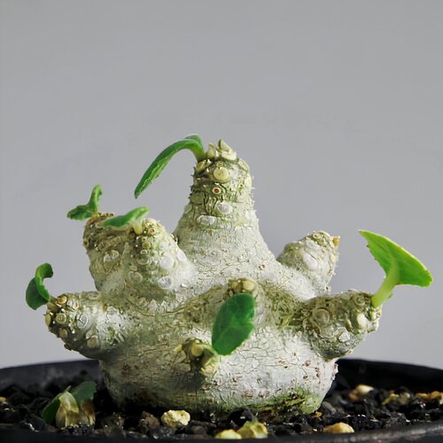 白皮琉桑 Dorstenia sp. Mait 块根多肉植物绿植小盆栽 一物一拍