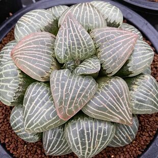 康平实生寿 H.comptoniana玉露十二卷多肉植物一物一拍