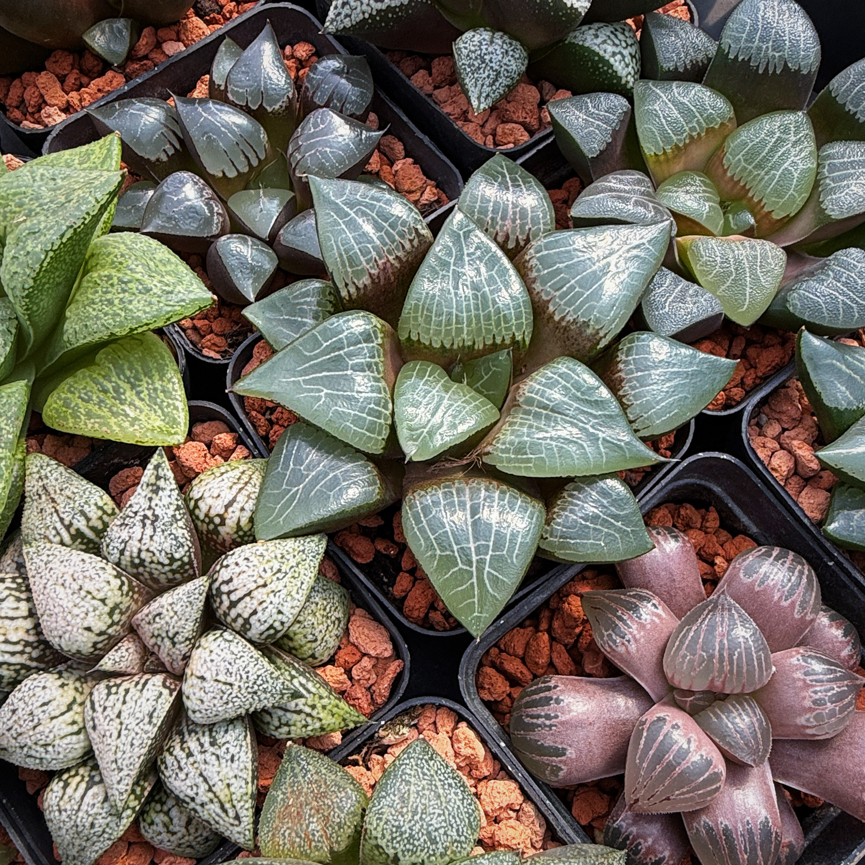 籽播实生寿 玉露十二卷 康平克里克特白银 多肉植物盆栽 一物一拍