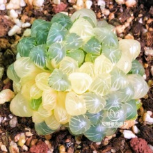 【顺丰包邮】姬玉露锦 通透紧凑 玉露十二卷多肉植物盆栽一物一拍