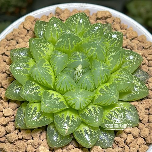 【顺丰】雪花玉露 大母株 玉露十二卷多肉绿植盆栽办公 一物一拍