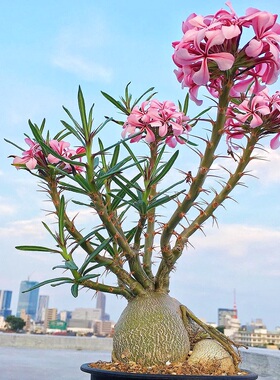 天马空 Pachypodium succulentum 块根多肉植物 一物一拍