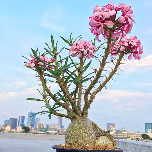天马空 Pachypodium succulentum 块根多肉植物 一物一拍