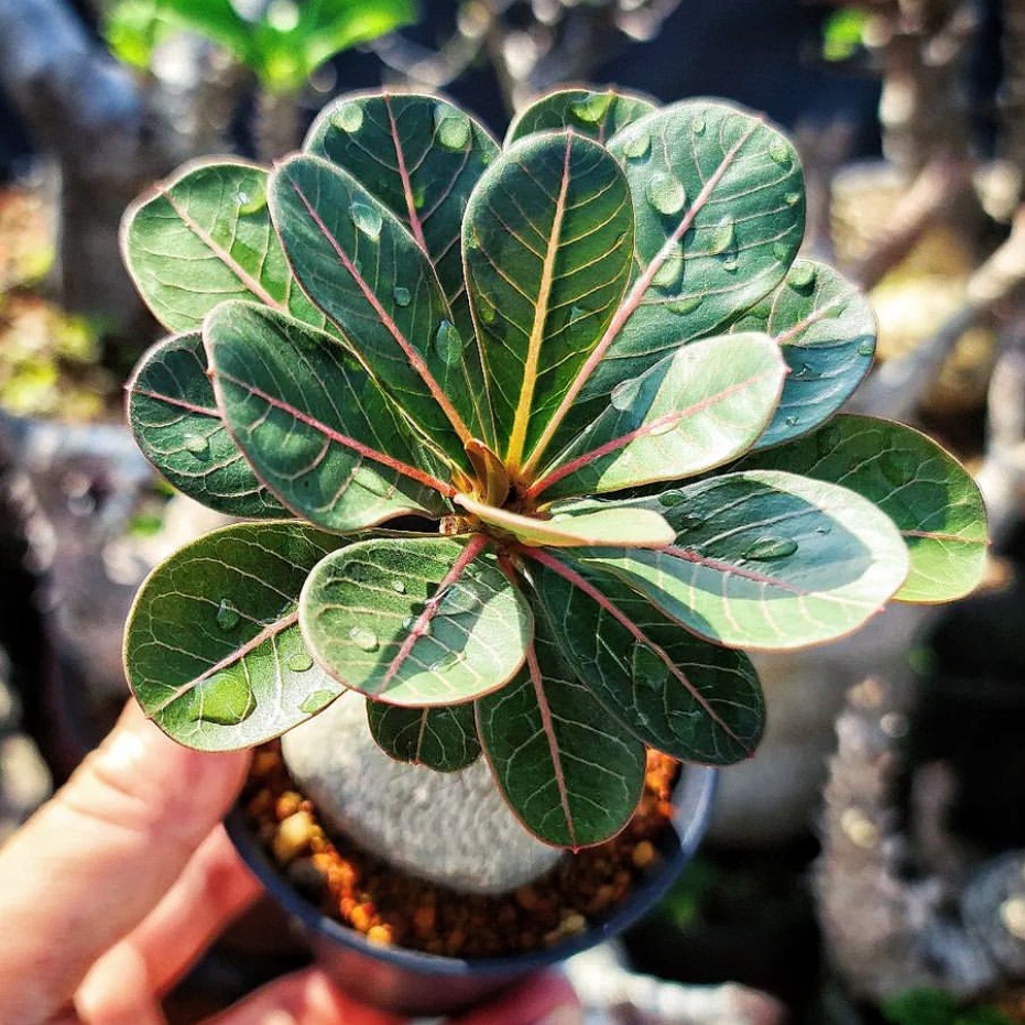【顺丰包邮】索科特拉沙漠玫瑰 Adenium socotranum 块根多肉盆栽
