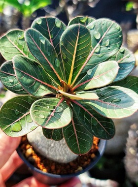 索科特拉沙漠玫瑰 Adenium socotranum 块根多肉盆栽