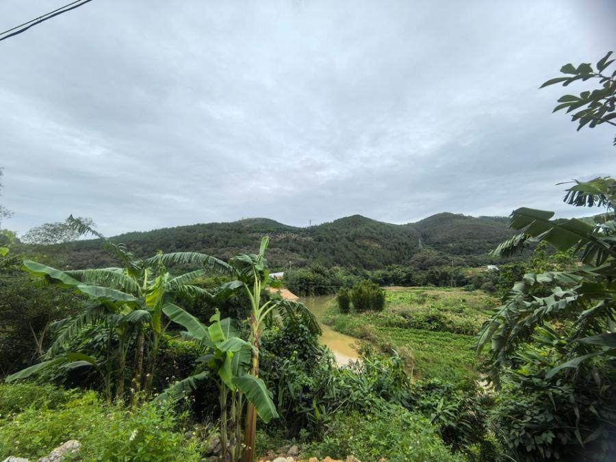 变卖云浮市郁南县东坝镇深步村委会的林地使用权及林木所有权（详情请查看附件及仔细阅读本竞买公告和竞买须知）