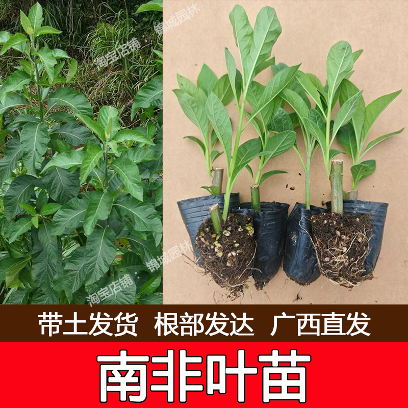 正宗南非叶盆栽南非叶树苗绿植将军叶苦叶茶新鲜现挖庭院阳台种植