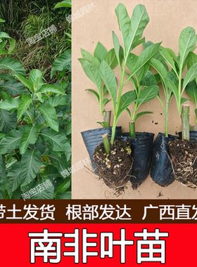 正宗南非叶盆栽南非叶树苗绿植将军叶苦叶茶新鲜现挖庭院阳台种植
