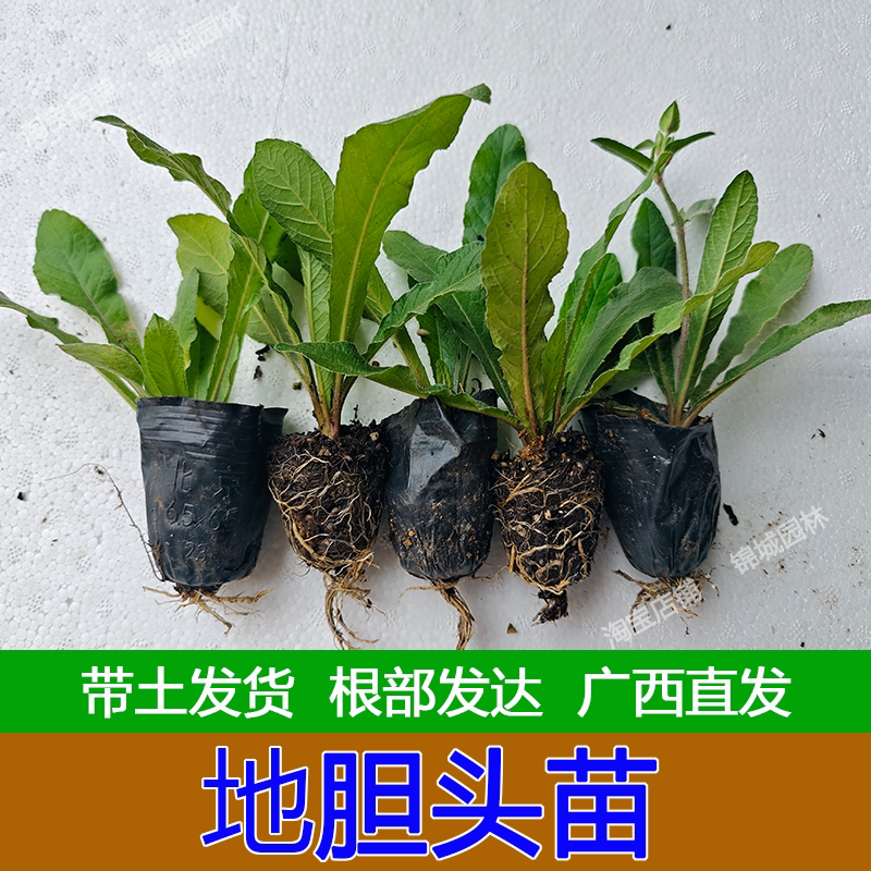 地胆头苗地胆草种苗可食用花卉植物名贵中草药天然欣赏盆栽种植苗