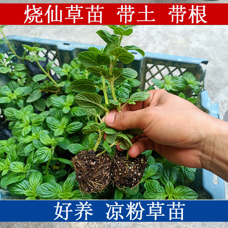 广西凉粉草苗 仙草苗 仙人草苗 烧仙草盆栽仙人冻 庭院盆栽绿植苗