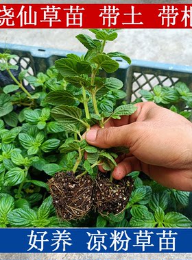 广西凉粉草苗 仙草苗 仙人草苗 烧仙草盆栽仙人冻 庭院盆栽绿植苗