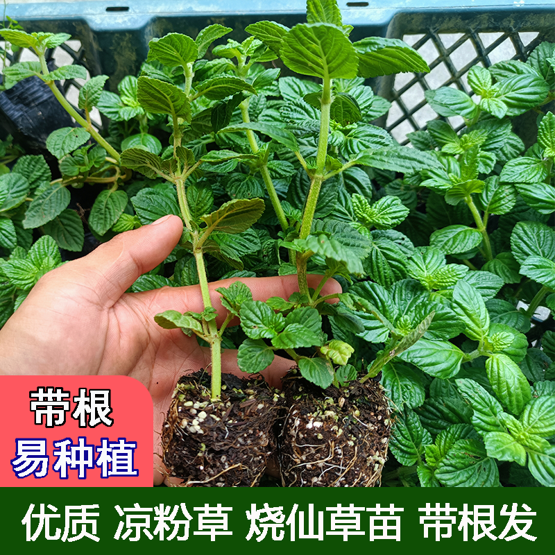 广西仙草苗 凉粉草苗 仙人草苗 烧仙草盆栽仙人冻 庭院盆栽绿植苗