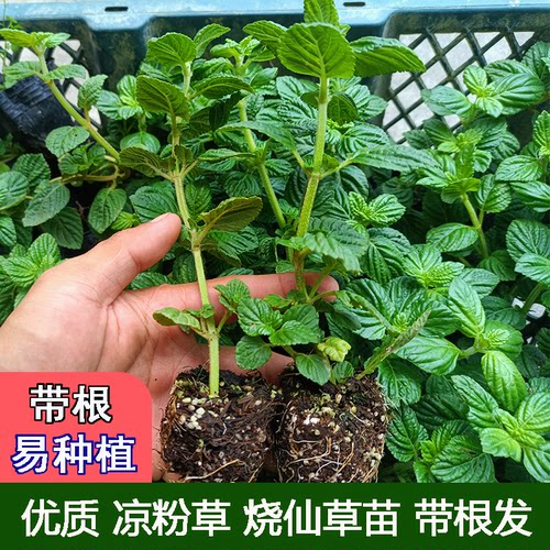 凉粉草烧仙草苗10棵基地直发