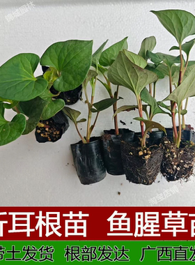 广西优质鱼腥草苗种苗正宗折耳根苗鱼腥草盆栽清热解毒天然抗生素