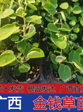广金钱草苗大叶金钱种植半枝莲中草药大叶落地金钱绿植盆栽棵原杯