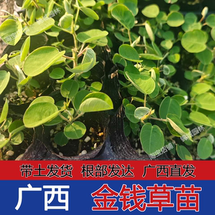 广金钱草苗大叶金钱种植半枝莲中草药大叶落地金钱绿植盆栽棵原杯