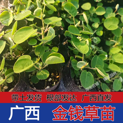 广金钱草苗大叶金钱种植半枝莲中草药大叶落地金钱绿植盆栽棵原杯