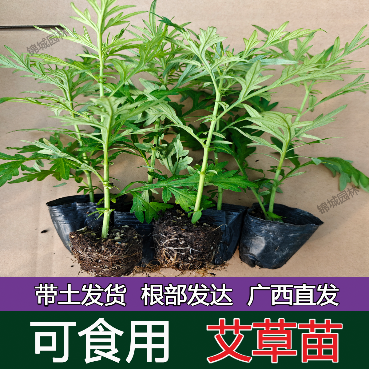 野生艾草苗种植艾叶艾嵩苗药用食用糍粑生艾青团艾草新鲜四季盆栽