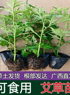 野生艾草苗种植艾叶艾嵩苗药用食用糍粑生艾青团艾草新鲜四季盆栽