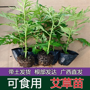 野生艾草苗种植艾叶艾嵩苗药用食用糍粑生艾青团艾草新鲜四季盆栽