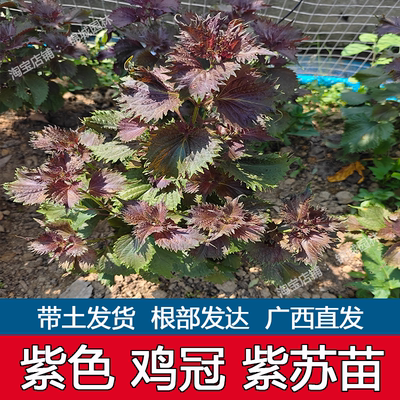 广西可食用紫苏苗带土带根发货