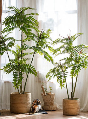 大型仿真植物香椿树室内假植物