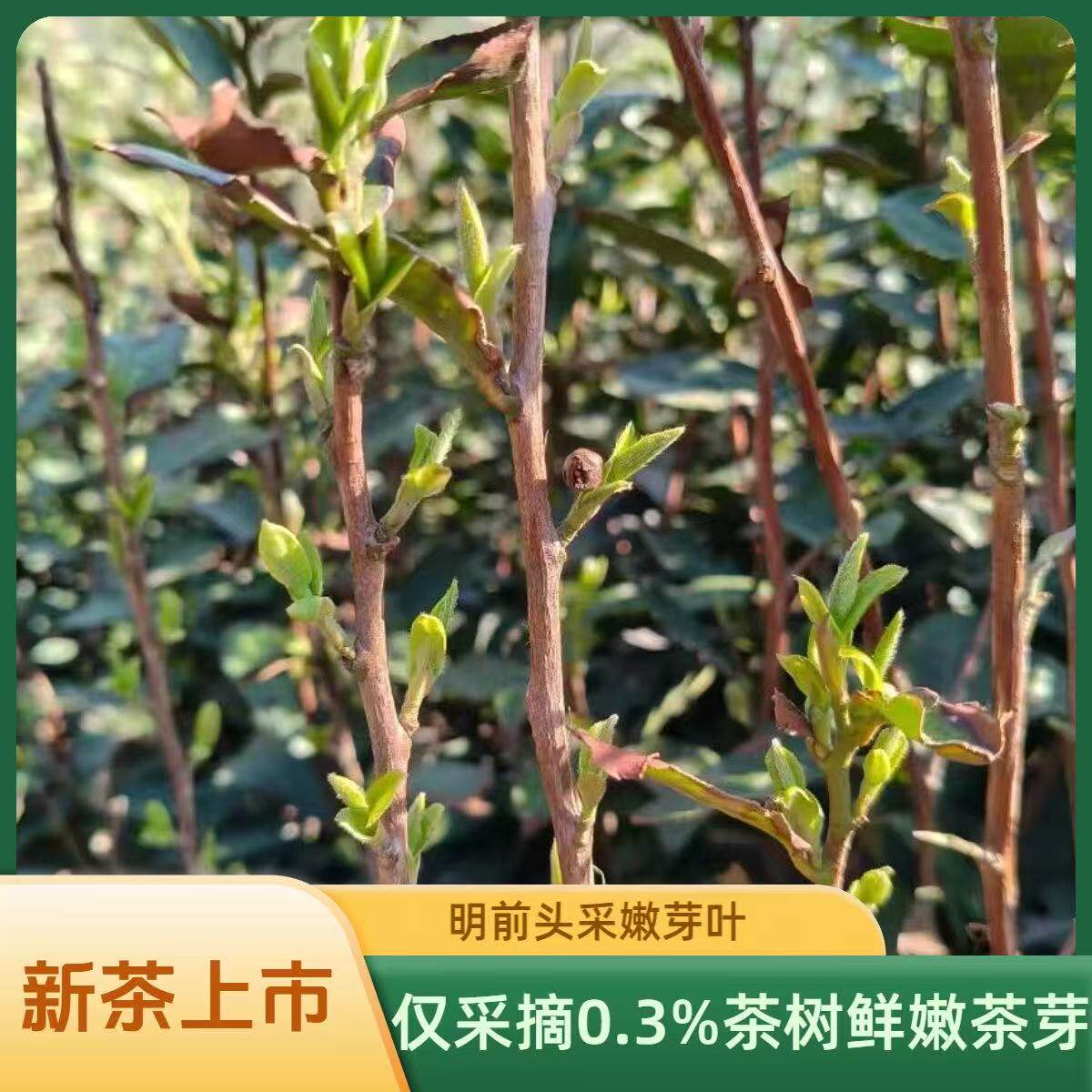 信阳毛尖2026 年新茶礼盒装 明前特级春茶米芽 100g/盒