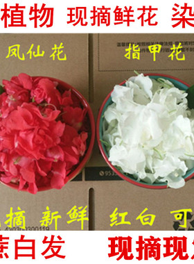 新鲜染指甲花白凤仙小桃红花红指甲草花白色指甲花凤仙花粉遮白发