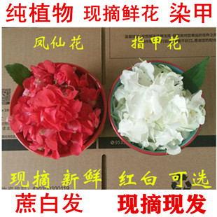 新鲜染指甲花白凤仙小桃红花红指甲草花白色指甲花凤仙花粉遮白发