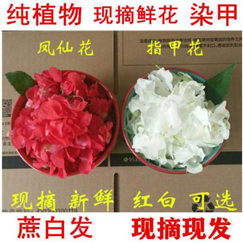 新鲜染指甲小桃红凤仙花粉