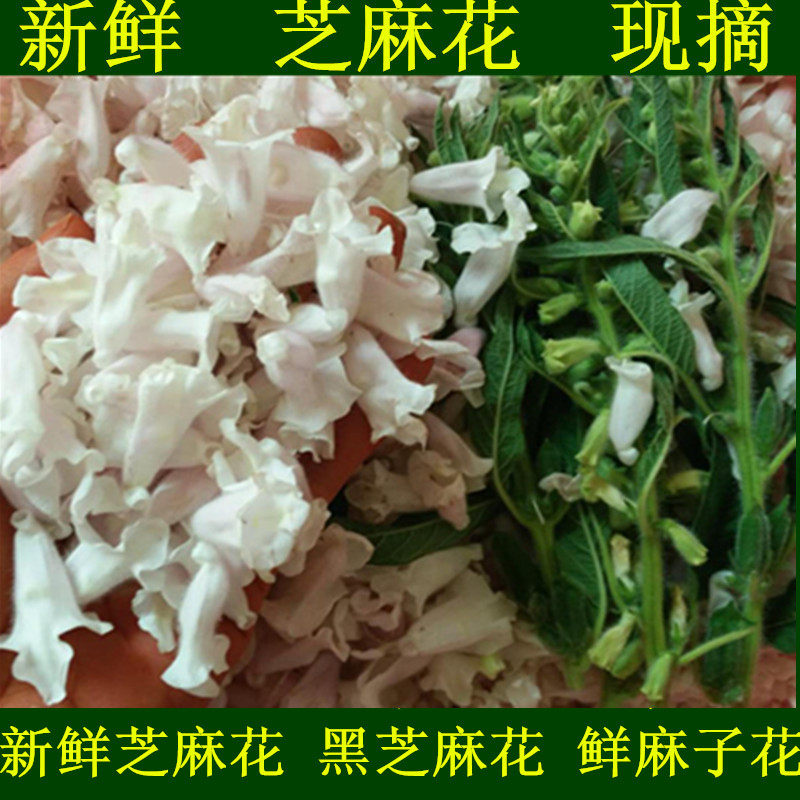 新鲜芝麻花 黑芝麻花 鲜麻子花 白芝麻花 干芝麻花芝麻花干芝麻杆