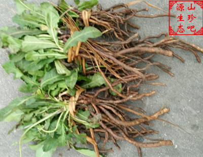 蒲公英带根新鲜野生现挖黄花苗婆婆丁华花郎花茶尿床草蒲公英根茶