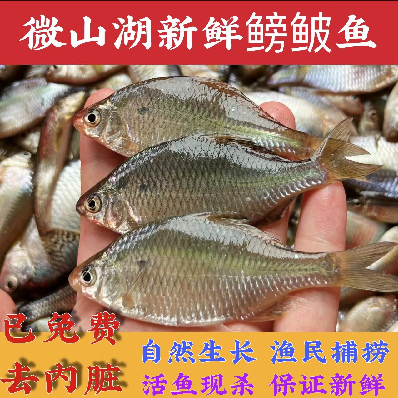 活鱼现捕现杀微山湖土生鳑鲏新鲜小河鱼小杂鱼鲜活淡水鱼