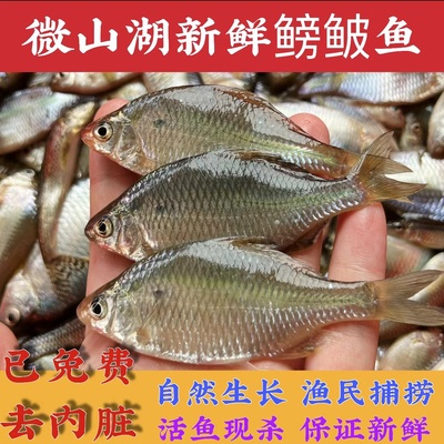 活鱼现捕现杀微山湖土生鳑鲏新鲜小河鱼小杂鱼鲜活淡水鱼