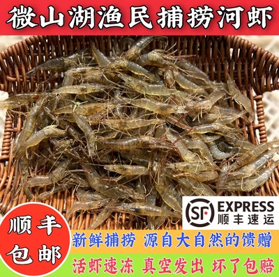 当日捕捞微山湖河虾淡水新鲜小虾